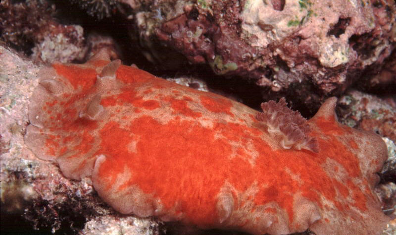 Platydoris cinereobranchiata